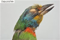 五色鳥藏品圖，第2張